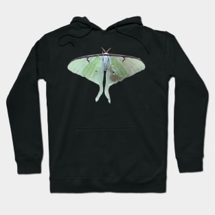 Luna Moth Top View Hoodie